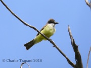 6S3A1959Thick-billed_Kingbird