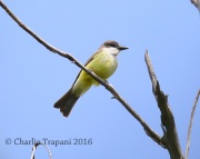 6S3A1961Thick-billed_Kingbird