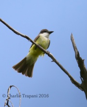 6S3A1969Thick-billed_Kingbird