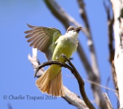 6S3A2029Thick-billed_Kingbird