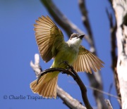6S3A2030Thick-billed_Kingbird