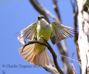 6S3A2032Thick-billed_Kingbird