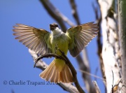 6S3A2033Thick-billed_Kingbird