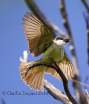 6S3A2036Thick-billed_Kingbird