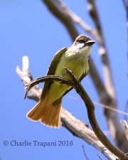 6S3A2037Thick-billed_Kingbird