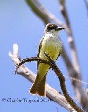 6S3A2048Thick-billed_Kingbird