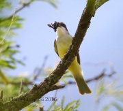 6S3A2102Thick-billed_Kingbird