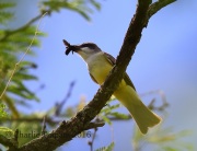 6S3A2111Thick-billed_Kingbird
