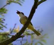 6S3A2113Thick-billed_Kingbird