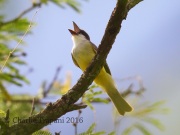6S3A2114Thick-billed_Kingbird