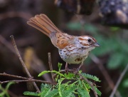 6S3A2123Song_Sparrow
