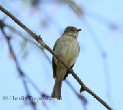 6S3A2132Northern_Beardless_Tyrannulet