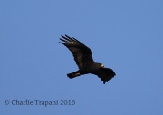 6S3A2152Zone-Tailed_Hawk