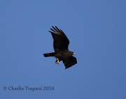 6S3A2164Zone-Tailed_Hawk