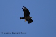 6S3A2165Zone-Tailed_Hawk