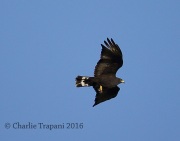 6S3A2168Zone-Tailed_Hawk