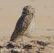 0J6A3499Burrowing_Owl