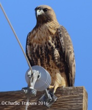 0J6A3547Red-Tailed_Hawk