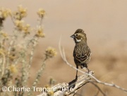 0J6A3581Lark_Bunting