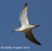 0J6A3635Greater_Yellowlegs