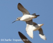 0J6A3639Greater_Yellowlegs