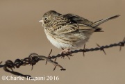 0J6A3748Vesper_Sparrow