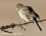 0J6A3749Vesper_Sparrow