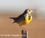 0J6A3813Western_Meadowlark