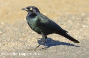 0J6A3850Brewer's_Blackbird