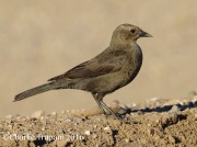 0J6A3861Brewer's_Blackbird