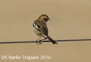 0J6A3869Lark_Bunting