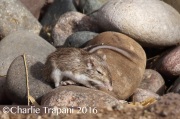 0J6A4096Kangaroo_Rat