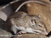 0J6A4108Kangaroo_Rat