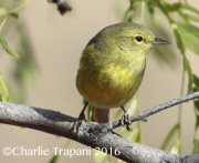 0J6A4145Orange-Crowned_Warbler