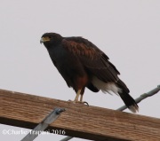 0J6A4318Harris's_Hawk