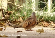 0J6A4346Ruddy_Ground_Dove
