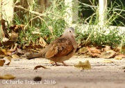 0J6A4349Ruddy_Ground_Dove