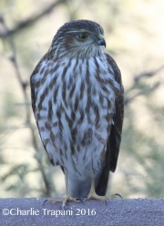 0J6A4482Sharp-shinned_Hawk