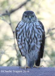 0J6A4499Sharp-shinned_Hawk