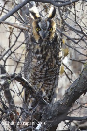 0J6A4543Long-eared_Owl