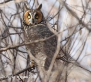 0J6A4550Long-eared_Owl