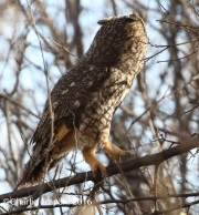 0J6A4560Long-eared_Owl
