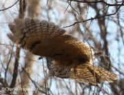 0J6A4565Long-eared_Owl