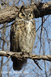 0J6A4576Great_horned_Owl
