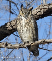 0J6A4584Great_horned_Owl