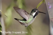 0J6A4617Costa's_Hummingbird