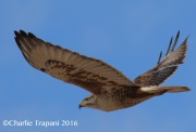 0J6A4906Ferruginous_Hawk
