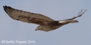 0J6A4912Ferruginous_Hawk