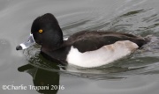 0J6A4956Ring-necked_Duck