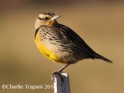 0J6A5034Eastern_Meadowlark